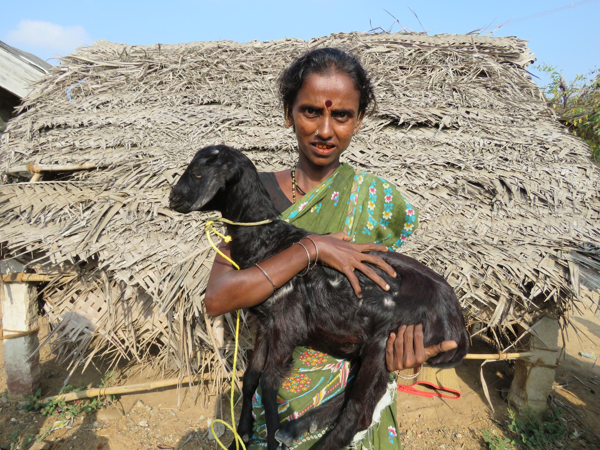 Goat Program image 12