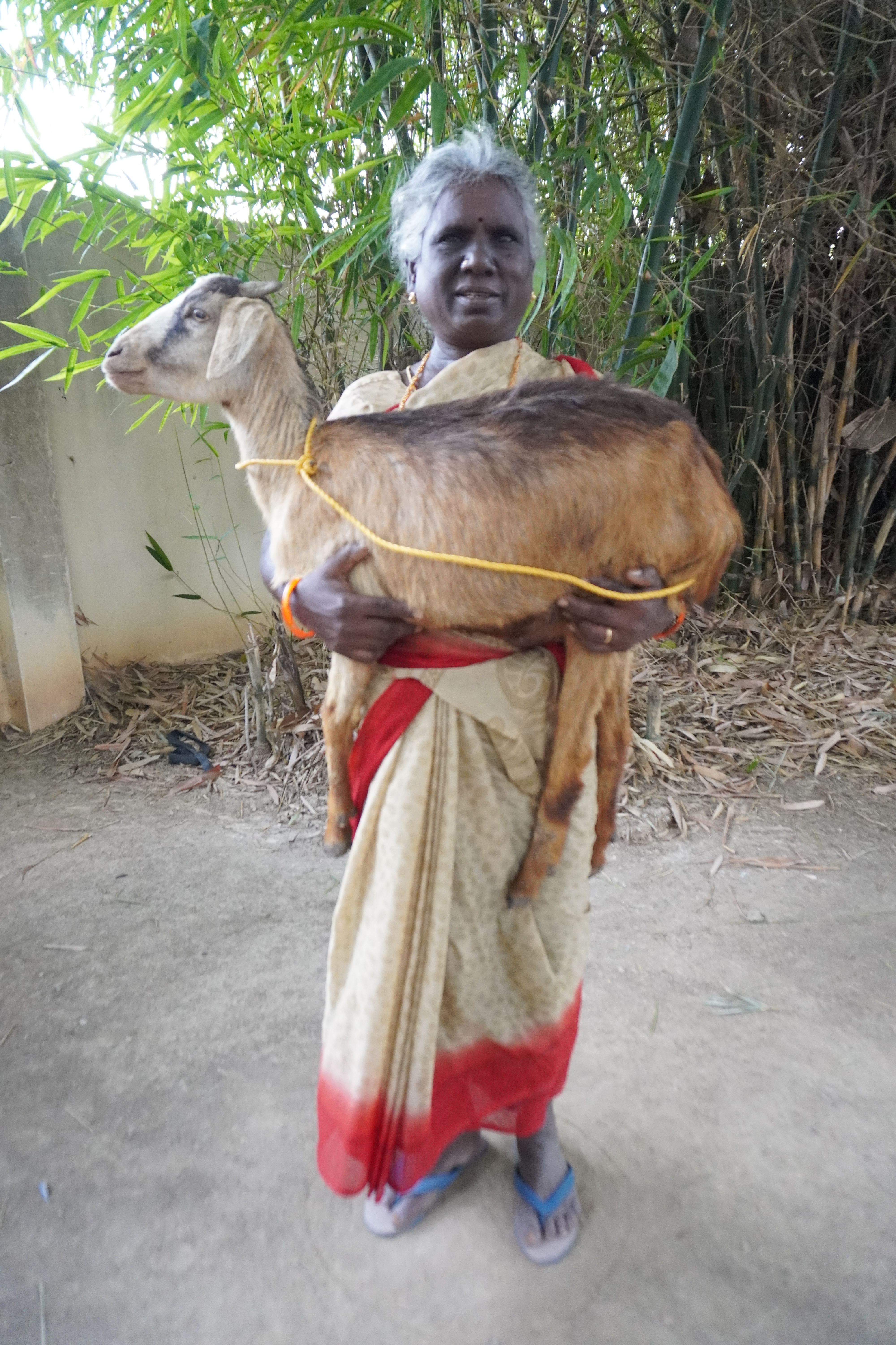 Goat Program image 5