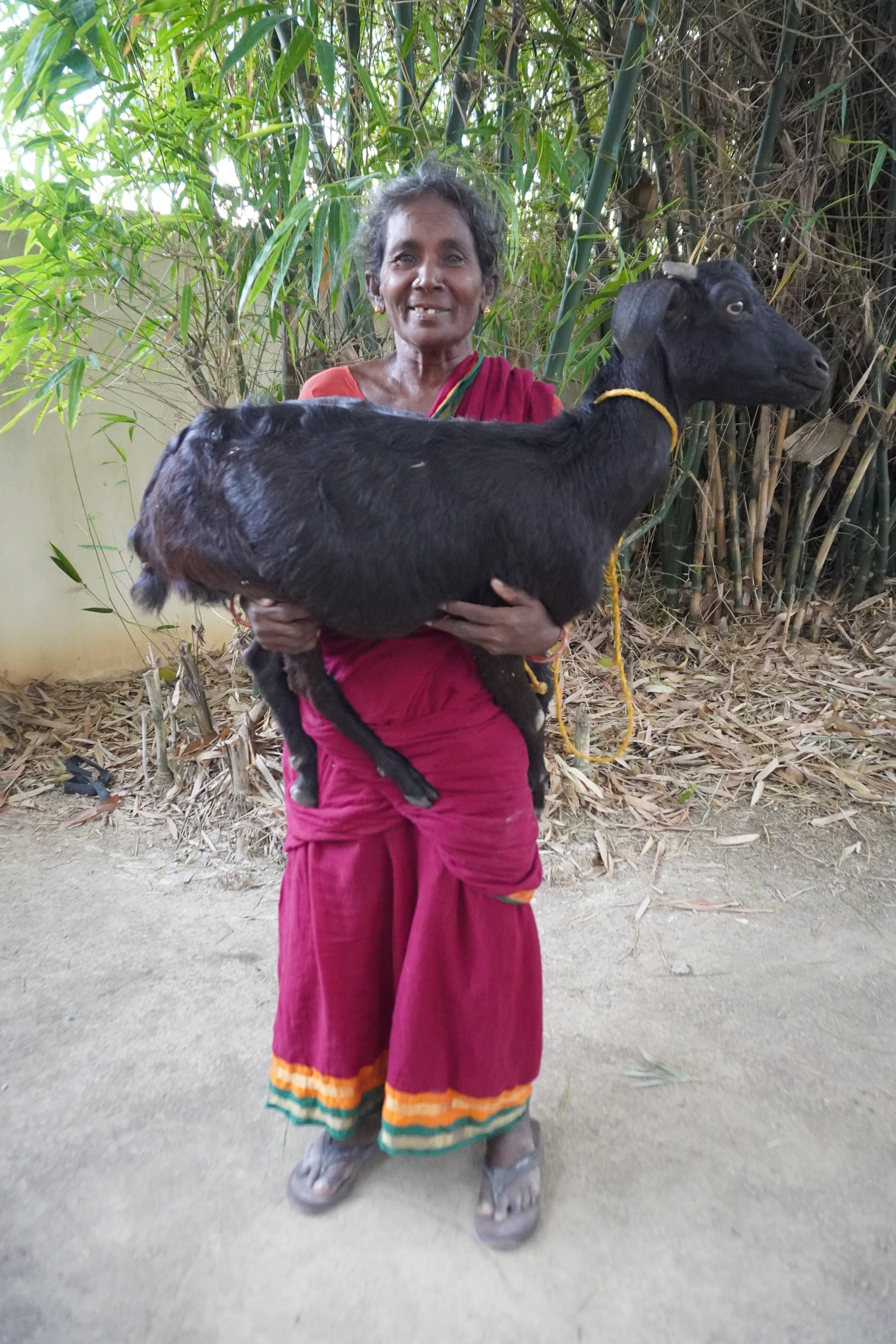 Goat Program image 7