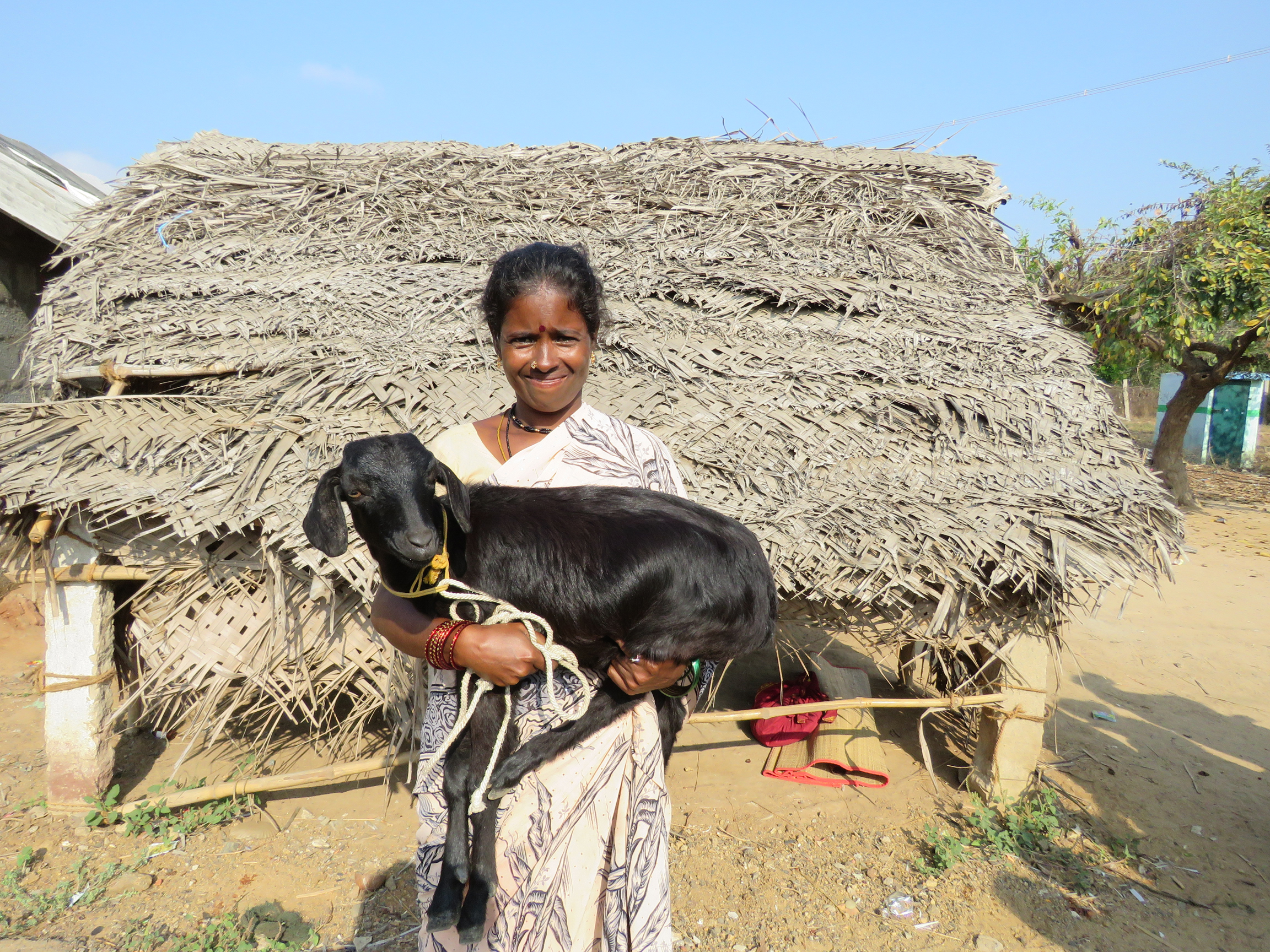Goat Program image 9
