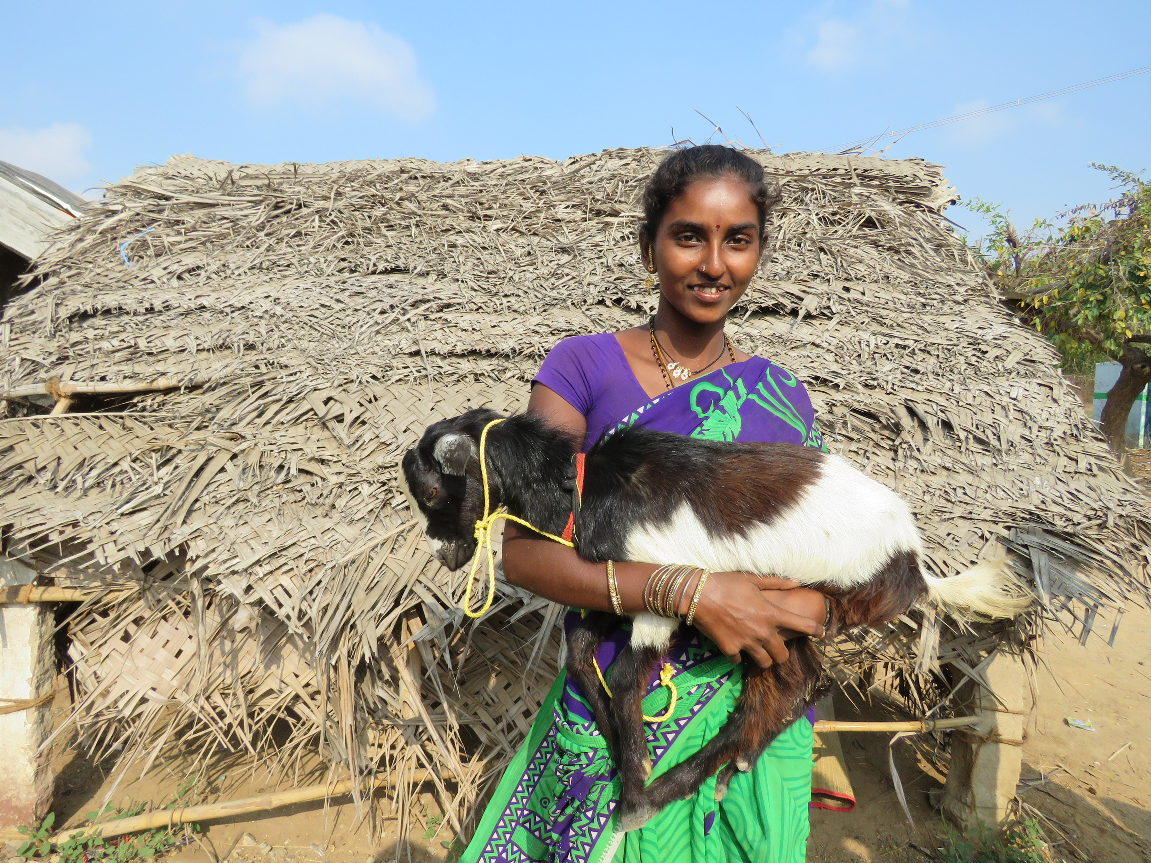 Goat Program image 12